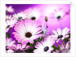 Osteospermum flowers by Assaf Frank